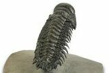 Flying Crotalocephalina Trilobite - Atchana, Morocco #359237-4